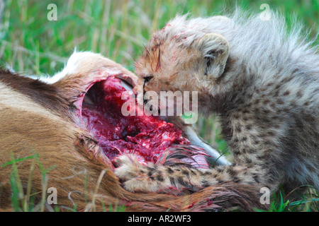 Gepard Cub frisst Beute Thomsons Thomson Gazelle Masai Mara Kenia in Ostafrika Stockfoto