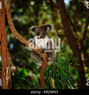 Koala im Eukalyptusbaum in Australien. Stockfoto