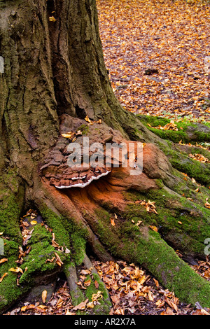 "Künstler" Pilz Ganoderma Applantum auf alte Hainbuche Baum wachsen.  Hinweis braune Sporen Stockfoto