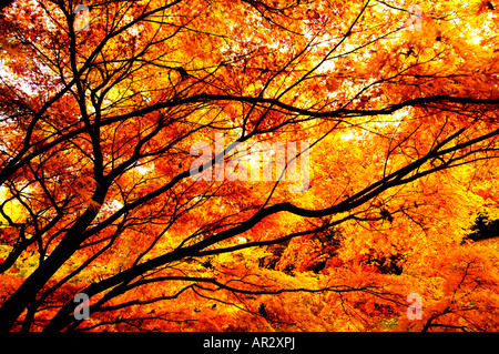 Goldene firey Zweige der ein Acer Palmatum im Westonbirt Aboretum in Gloucetsershire England im Herbst Stockfoto