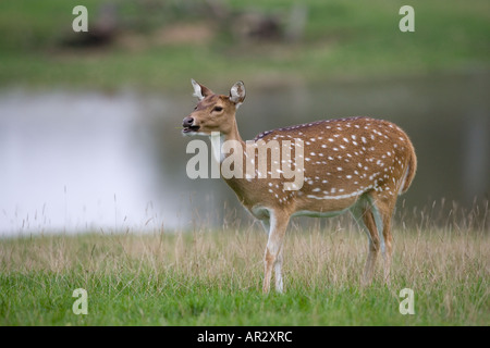Die chitale oder cheetal-Achse, auch bekannt als gefleckter Hirsch oder Axis Deer Axis Stockfoto