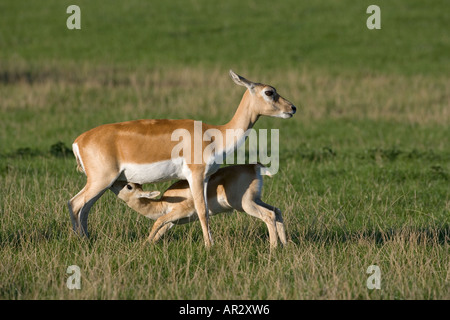 Blackbuck magische Cervicapra weiblich & Young Stockfoto