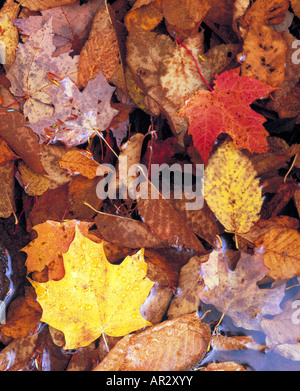 Laub in den Karpfen Flüsschen, Porcupine Mountains Wildnis State Park, obere Halbinsel, Michigan USA Stockfoto