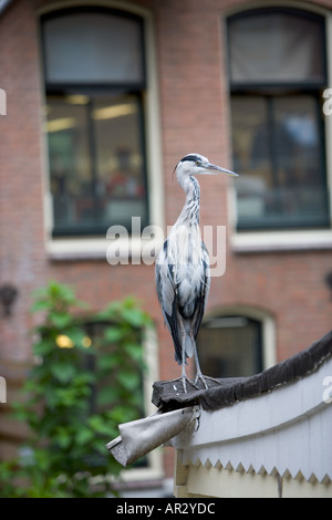HOLLAND AMSTERDAM GRAUREIHER ARDEA CINEREA STEHEND RUHEN AUF CANAL BOAT DACH Stockfoto