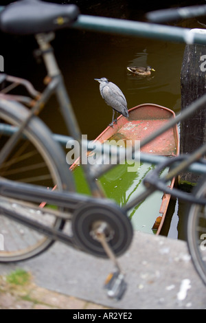 HOLLAND AMSTERDAM GRAUREIHER ARDEA CINEREA STEHEND RUHEN AUF EINEM SINKENDEN RUDERBOOT IN EINEM KANAL MIT EINER ENTE HINTER DURCH EIN FAHRRAD GESEHEN Stockfoto