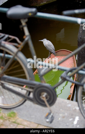 HOLLAND AMSTERDAM GRAUREIHER ARDEA CINEREA STEHEND RUHEN AUF EINEM SINKENDEN RUDERBOOT IN EINEM KANAL DURCH EIN FAHRRAD GESEHEN Stockfoto