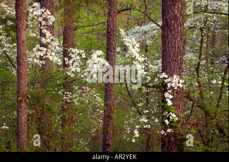 blühende Hartriegel Blüten im südlichen Wald, Holly Springs National Forest, Mississippi USA Stockfoto