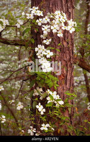 blühende Hartriegel Blüten im südlichen Wald, Holly Springs National Forest, Mississippi USA Stockfoto