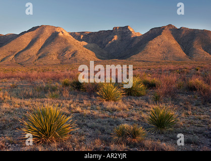 Sotol und Guadalupe Mountains, Carlsbad Caverns National Park, New Mexico, Vereinigte Staaten Stockfoto