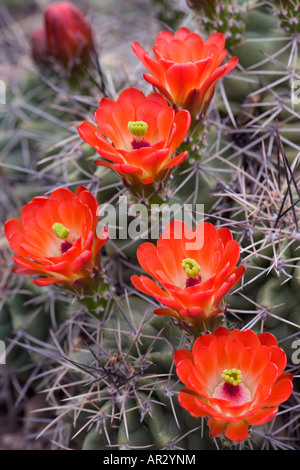 Claret Cup Kaktus (Echinocereus Triglochidiatus), Carlsbad Caverns National Park, New Mexico, Vereinigte Staaten Stockfoto