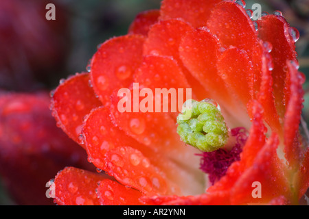 Claret Cup Kaktus (Echinocereus Triglochidiatus), Carlsbad Caverns National Park, New Mexico, Vereinigte Staaten Stockfoto