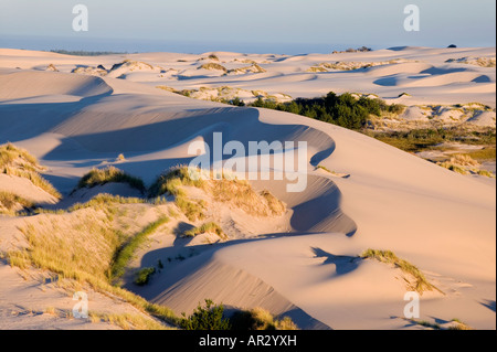 Dünen, Küste von Oregon, Oregon Dunes National Recreation Area, Siuslaw National Forest, Oregon USA Stockfoto