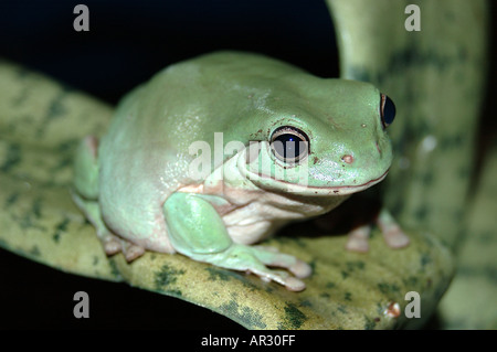 Weißen Laubfrosch Litoria caerulau Stockfoto