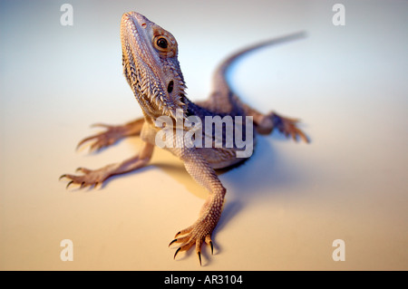 Schuss von einem australischen Bearded Dragon Pogona vitticeps Stockfoto