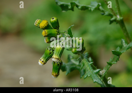 Greiskraut Senecio vulgaris Stockfoto