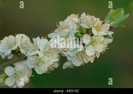 Wilde Pflaume Prunus Domestica Blumen Stockfoto