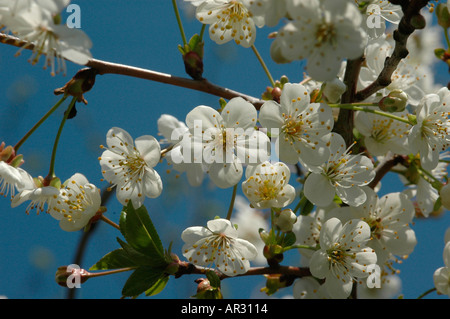 Blumen der Sauerkirsche Prunus cerasus Stockfoto