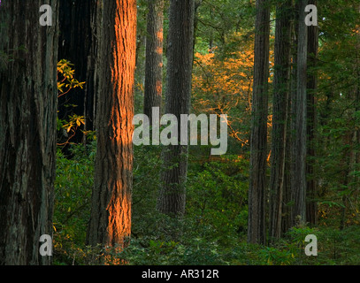 Mammutbäume in Lady Bird Johnson Grove, Redwood National Park, California, Vereinigte Staaten von Amerika Stockfoto