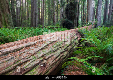 gefallenen Mammutbaum in Stout Grove, Jedediah Smith Redwoods State Park, California, Vereinigte Staaten von Amerika Stockfoto