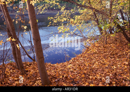 Silber Ahornbäume und Big Sioux River, Silver Maple primitiven Bereich, Iowa USA Stockfoto