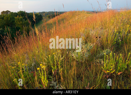 Native Prairie, Loess Hügel, Mount Talbot Zustand zu bewahren, Iowa USA Stockfoto