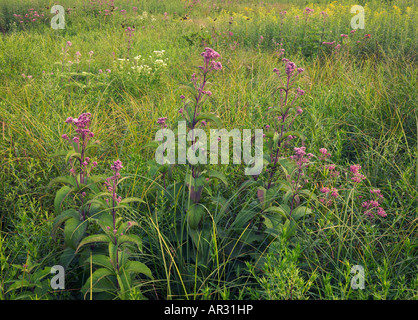 entdeckt Joe-Pye-Weed (Eupatorium Maculatum), Rowley Fen, Buchanan County, Iowa, USA Stockfoto