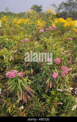 Joe-Pye-Weed (Eupatorium Maculatum) und duftende Sonnenhut (Rudbeckia Subtomentosa) in native feuchten Prärie, Iowa USA gesichtet Stockfoto