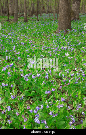 Virginia Bluebells (Mertensia Virginica), New Haven Schlaglöcher, Mitchell County, Iowa USA Stockfoto