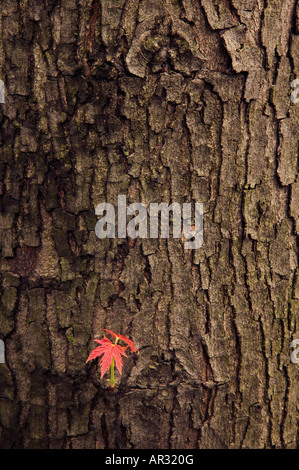 Silber Maple Leaf und Stamm (Acer Saccharinum), Saulsbury Brücke Recreation Area, Iowa USA Stockfoto