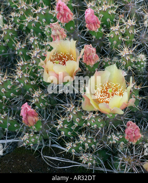 spröde Feigenkaktus (Opunitia Fragilis), Minnesota USA Stockfoto