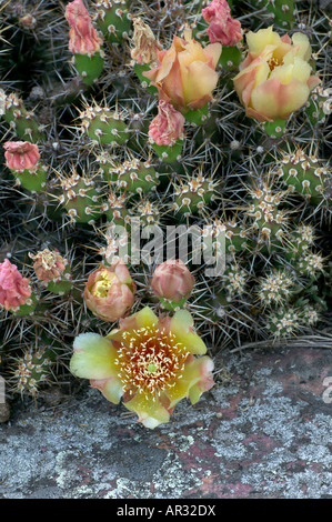 spröde Feigenkaktus (Opunitia Fragilis), Minnesota USA Stockfoto