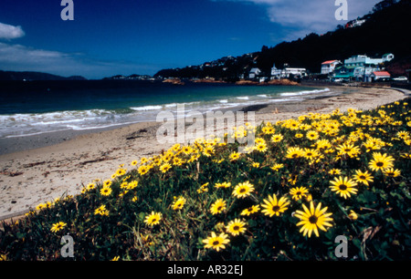 Sommerblumen von Strand, Scorching Bay, Wellington, Neuseeland Stockfoto