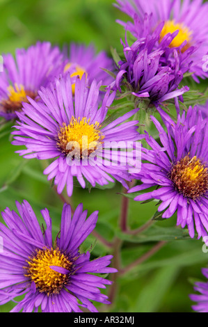 Neuengland-Aster (Aster Novae-Angliae), Taopi Prairie, Minnesota, USA Stockfoto