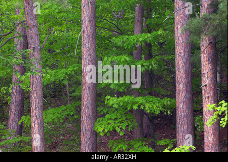 rot Kiefern (Pinus Resinosa), Savanna Portage State Park, Minnesota USA Stockfoto