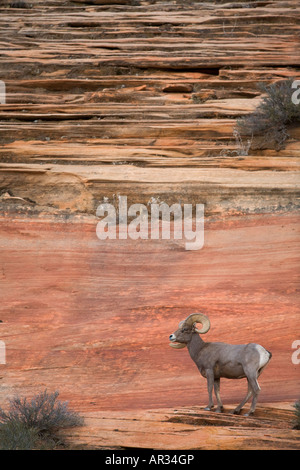 Halbinsel Bighorn Schafe Zion National Park Utah Stockfoto