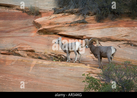 Halbinsel Bighorn Schafe Zion National Park Utah Stockfoto