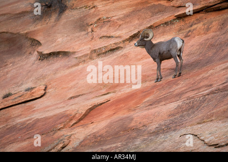 Halbinsel Bighorn Schafe Zion National Park Utah Stockfoto