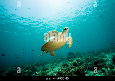 Meeresschildkröte, Sipadan, Malaysia. Stockfoto