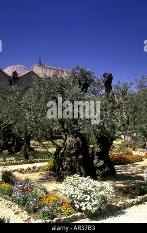 Eine Ecke des Gartens von Gethsemane, wo Christus in der Nacht vor seiner Kreuzigung< Jerusalem quälte Stockfoto