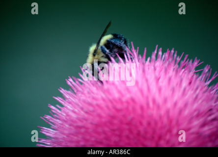 Amerikanische Hummel auf Moschus Distel Blüte Stockfoto