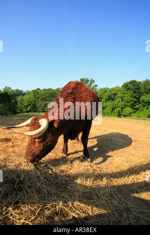 Ochse, Washingtons Mount Vernon Estate & Gärten, Mt. Vernon, Virginia, USA Stockfoto