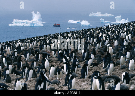 Adelie-Pinguine-Kolonie an der Küste, Paulet Island, antarktische Halbinsel, Antarktis Stockfoto
