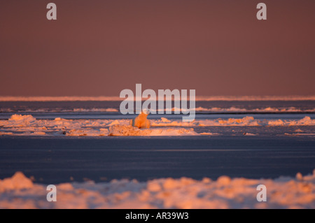 Eisbär ruht auf dem Packeis im Herbst häufen sich 1002 coastal plain Arctic National Wildlife Refuge-Alaska Stockfoto