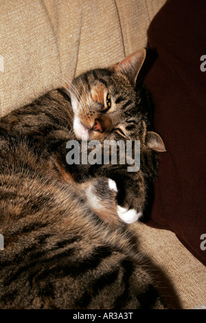 Ein Schildpatt Tabby Katze mit einem Nickerchen. Stockfoto