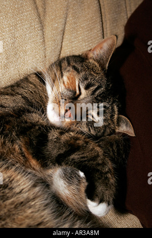 Ein Schildpatt Tabby Katze mit einem Nickerchen. Stockfoto