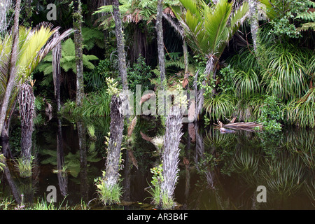 Nikau Palmen, Farnen und Epiphyten Reflexion im Wasser Westküste Südinsel Neuseeland Stockfoto