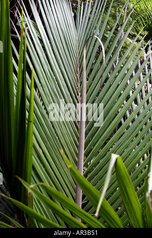 Nikau-Palme Baum Blatt Rhopalostylis Sapida Neuseeland Stockfoto