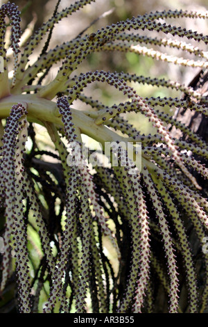 Nikau-Palme Baum Blume Rhopalostylis Sapida Neuseeland Stockfoto