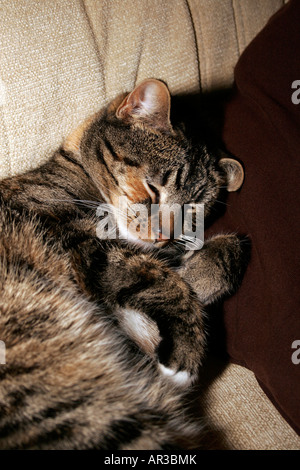Ein Schildpatt Tabby Katze mit einem Nickerchen. Stockfoto