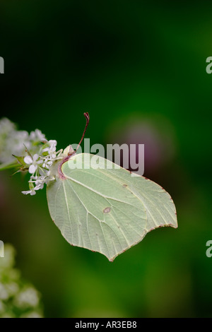 Zitronenfalter Gonepteryx Rhamni auf Blume Gransden Holz cambridgeshire Stockfoto